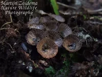 Gestreept nestzwammetje [Cyathus striatus]